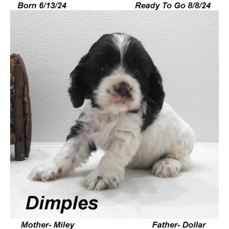 puppy, for, sale, Cocker Spaniel, Joe & Cherri  Overlease, dog, breeder, Miller, MO, dog-breeder, puppy-for-sale, forsale, nearby, find, puppyfind, locator, puppylocator, aca